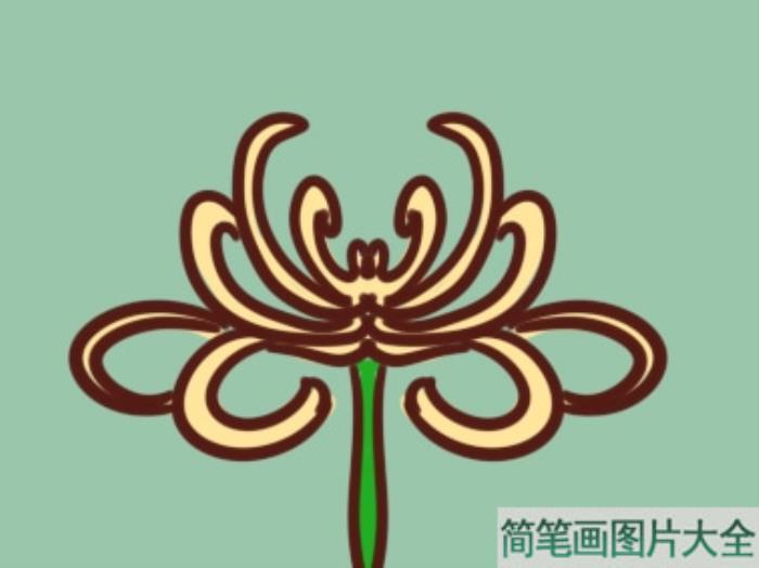 菊花简笔画  第5张