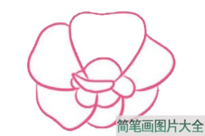 木槿花简笔画