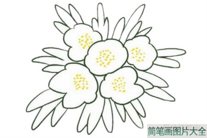 银莲花简笔画  第3张