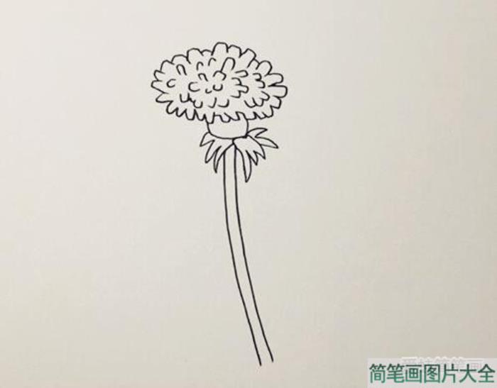 蒲公英简笔画