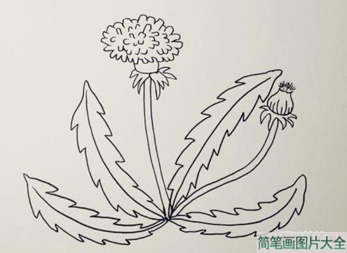 蒲公英简笔画  第3张