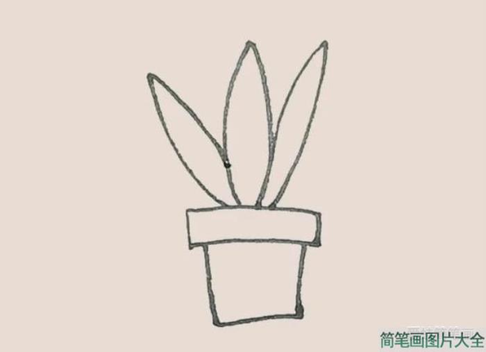 虎皮兰简笔画  第4张