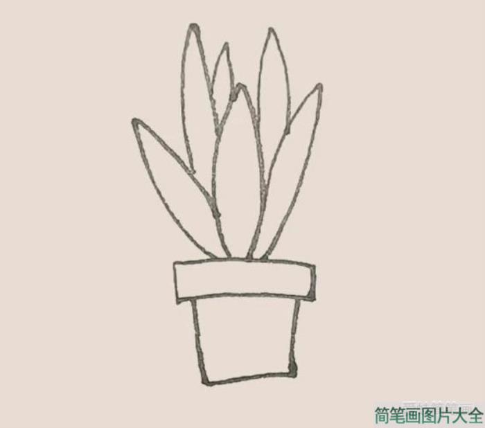 虎皮兰简笔画  第5张