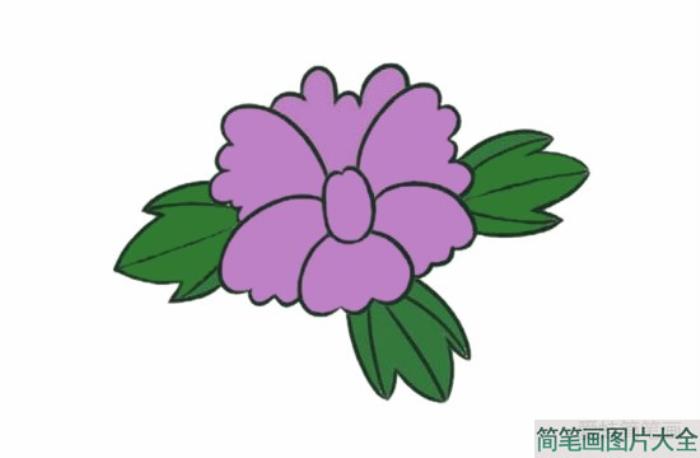 牡丹花简笔画  第4张