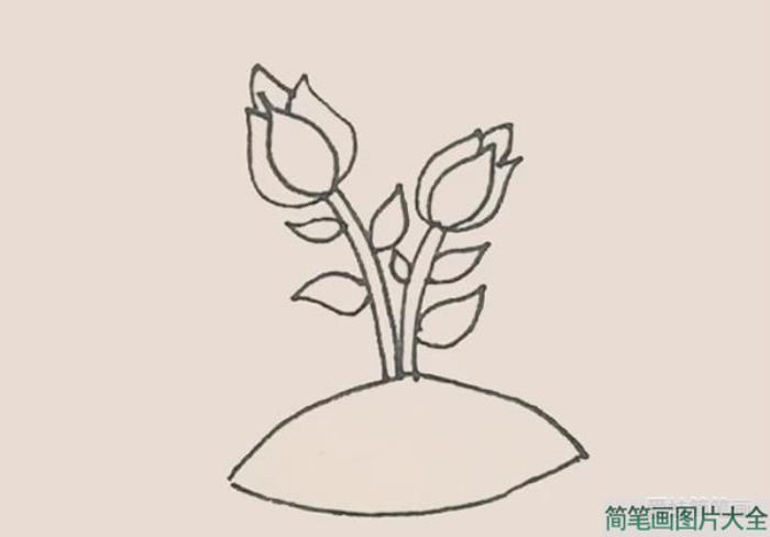 月季花简笔画  第7张