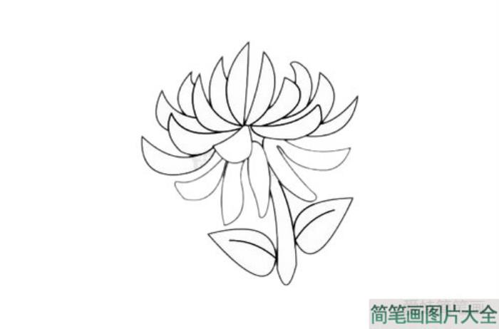 菊花简笔画  第5张