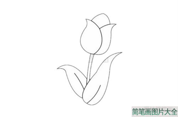 郁金香简笔画  第5张