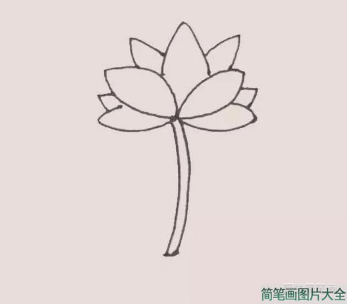 荷花简笔画  第4张