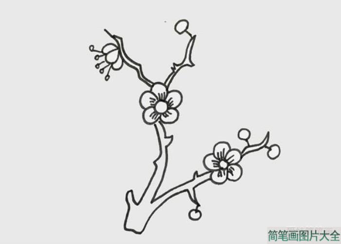 梅花简笔画  第3张