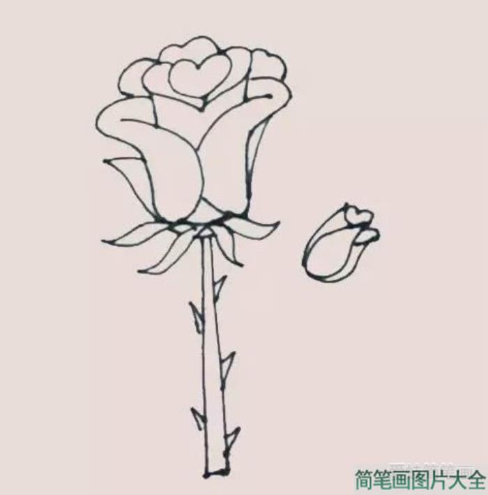 玫瑰花简笔画  第7张