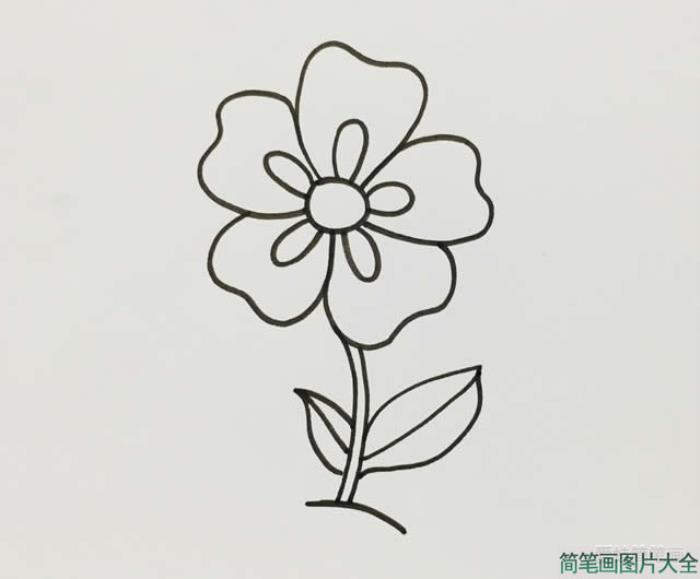 五瓣花简笔画  第3张