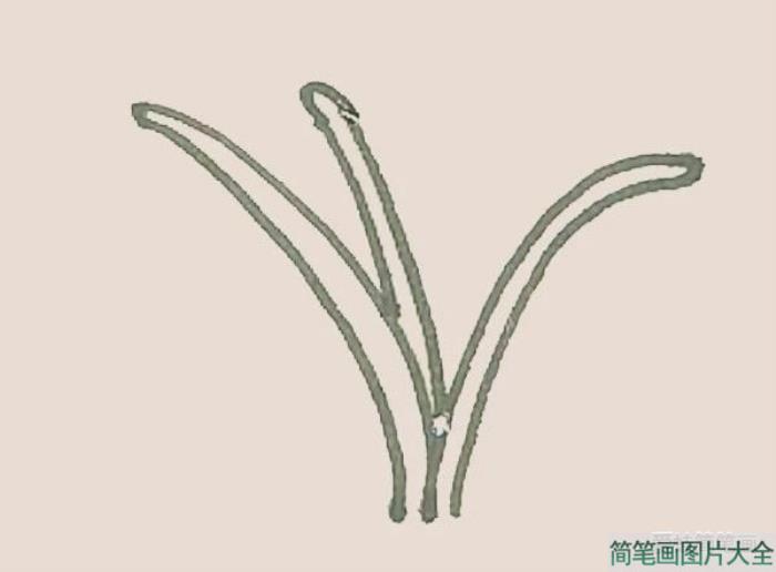 铃兰花简笔画  第2张