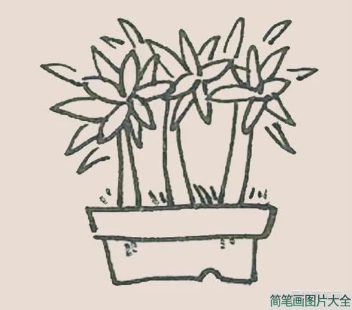 盆栽简笔画  第4张