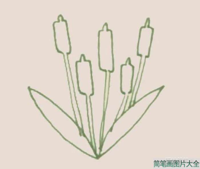 香蒲简笔画  第3张