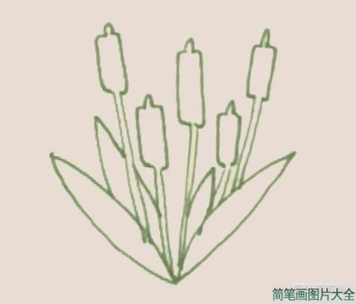 香蒲简笔画  第4张