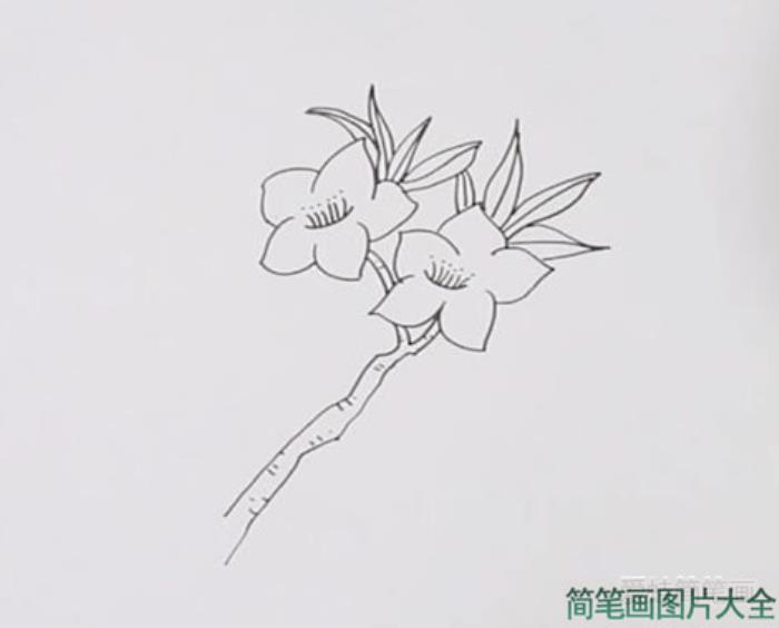 桃花简笔画  第2张