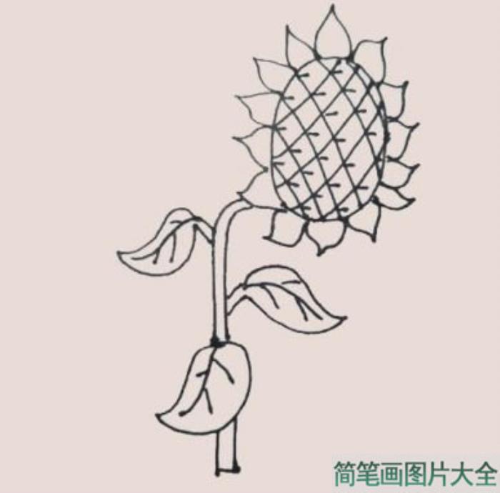 向日葵简笔画  第7张