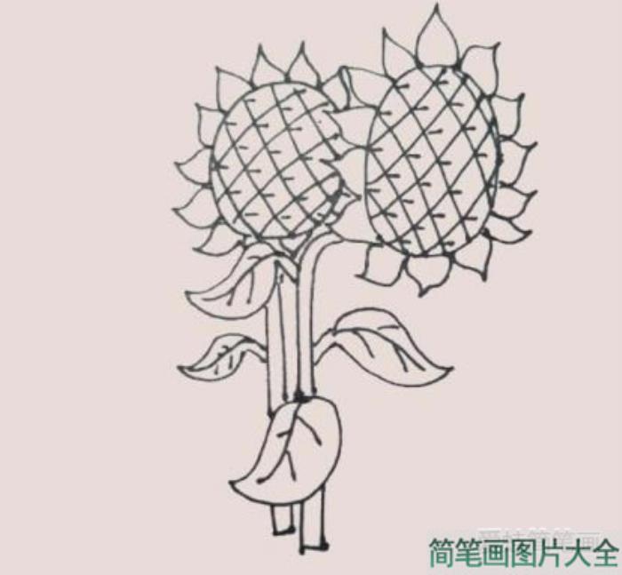 向日葵简笔画  第8张