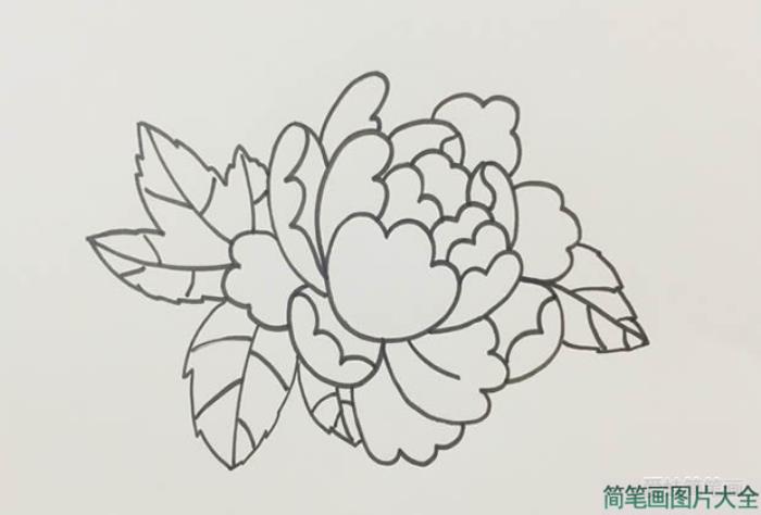 牡丹花简笔画  第4张