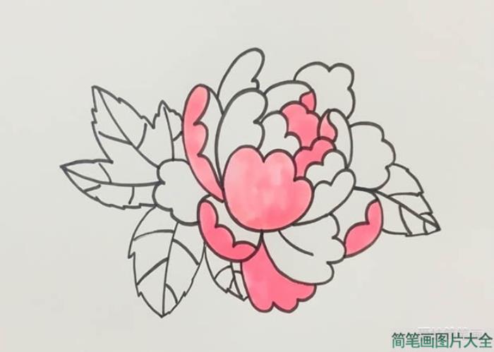 牡丹花简笔画  第5张