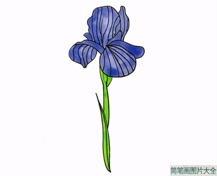 鸢尾花简笔画  第4张