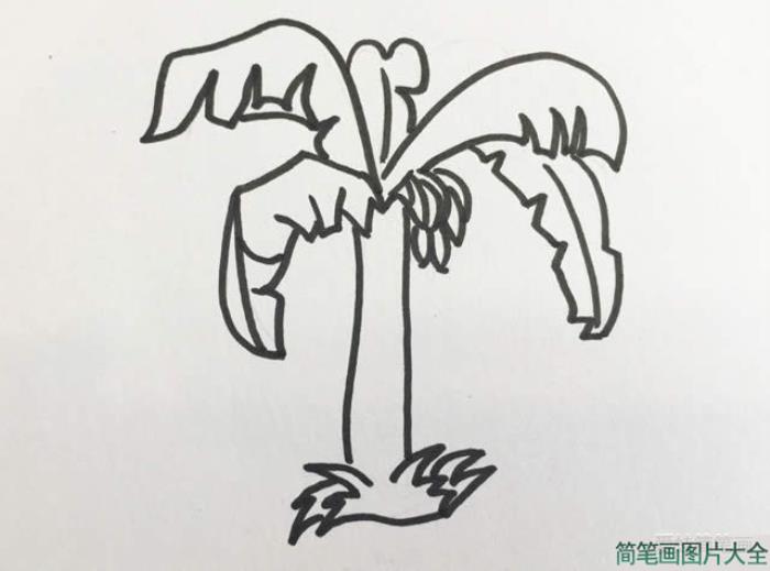 香蕉树简笔画  第3张