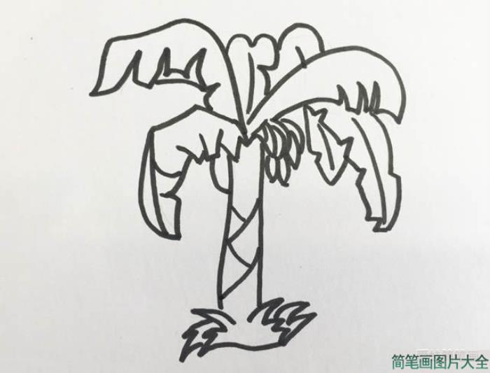 香蕉树简笔画  第4张