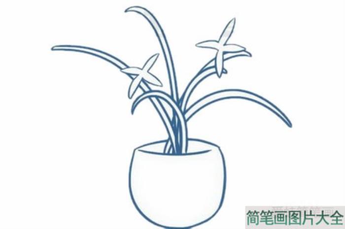 盆栽兰花简笔画  第3张