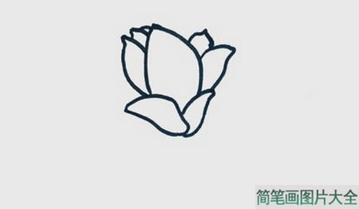 玉兰花简笔画  第1张