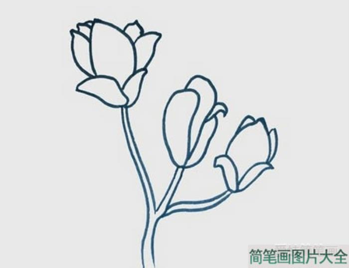 玉兰花简笔画  第2张