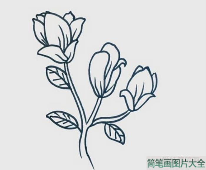 玉兰花简笔画  第3张