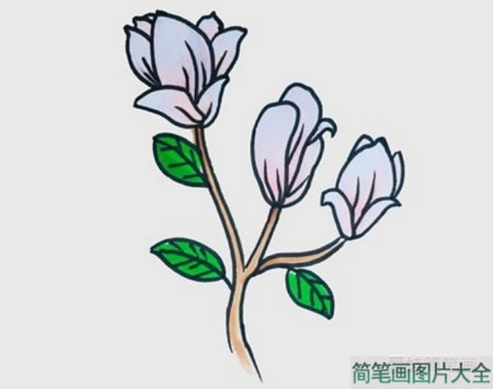 玉兰花简笔画  第4张