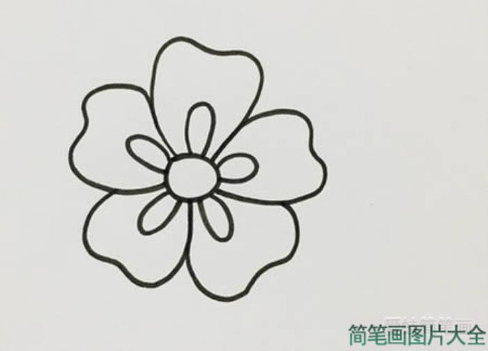 五瓣花简笔画  第2张