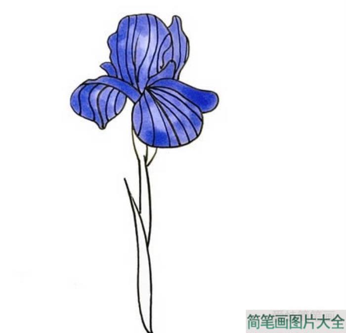 鸢尾花简笔画  第3张