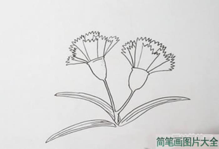 康乃馨简笔画  第2张