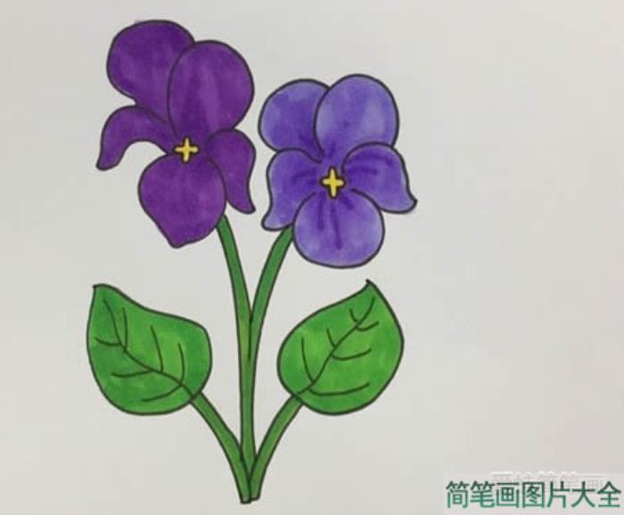 紫罗兰怎么画简笔画  第5张