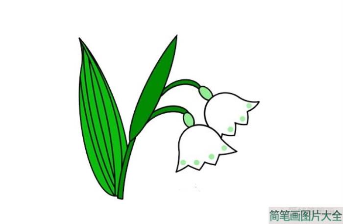 铃兰花简笔画  第5张