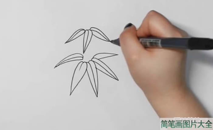 漂亮竹子怎么画简笔画  第1张