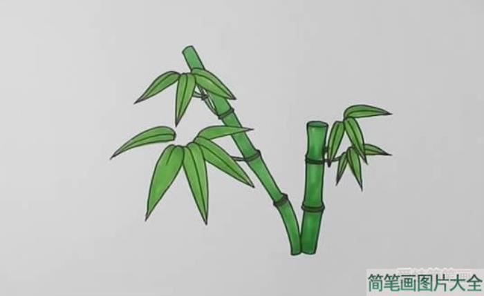 漂亮竹子怎么画简笔画  第3张