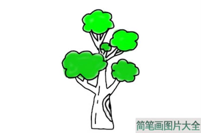 大树简笔画  第5张