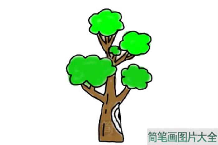 大树简笔画  第6张