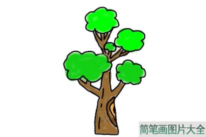 大树简笔画  第7张