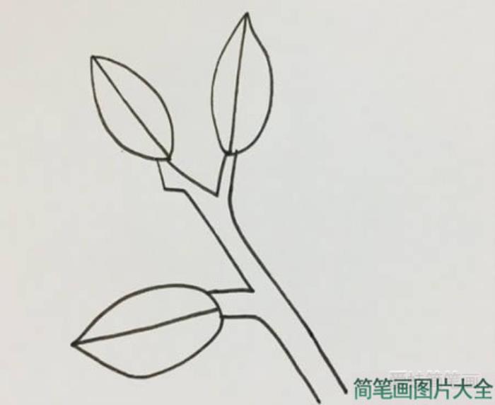 冬青树简笔画  第1张