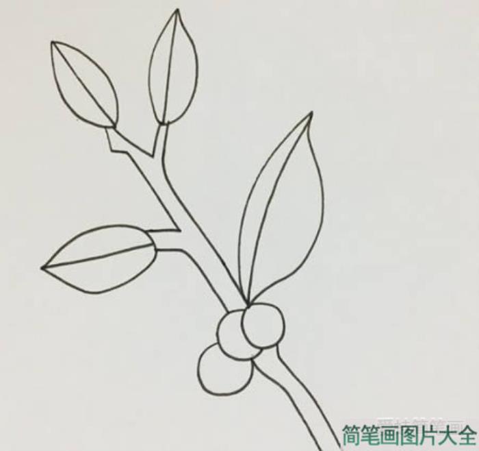 冬青树简笔画  第2张