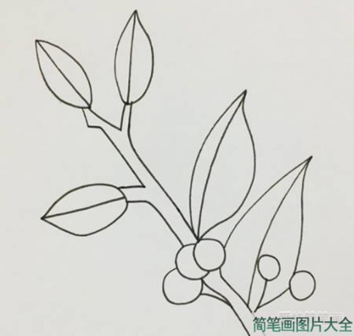 冬青树简笔画  第3张