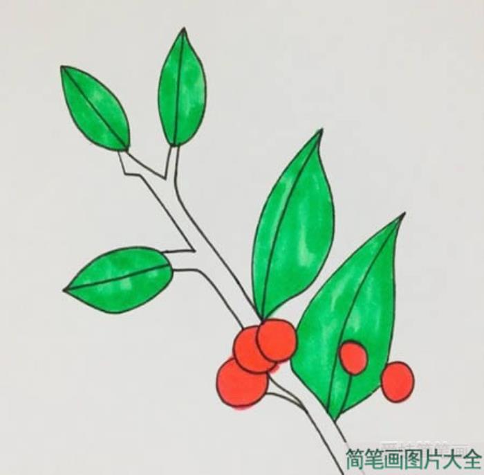 冬青树简笔画  第4张