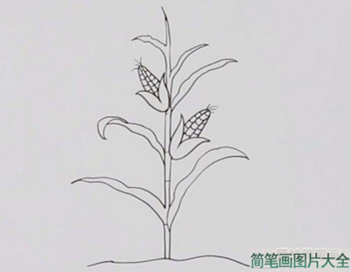 一颗玉米简笔画  第2张