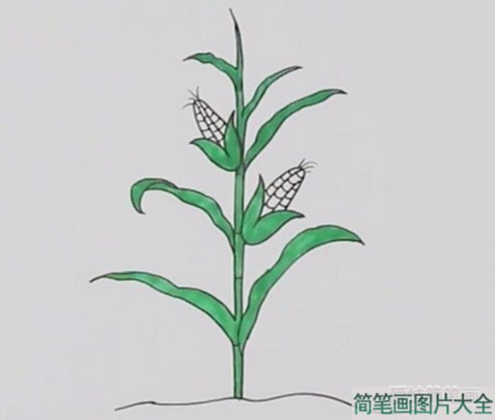 一颗玉米简笔画  第3张