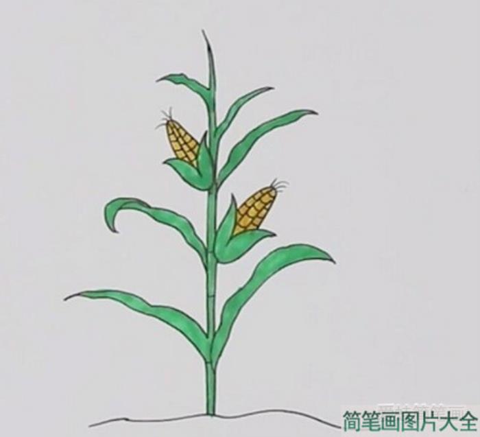 一颗玉米简笔画  第4张