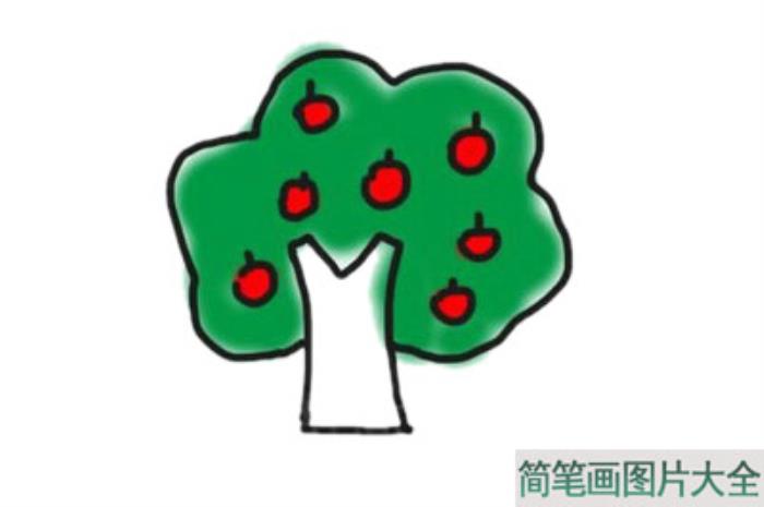 苹果树简笔画  第6张